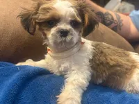 Sophia Boy, a male Shih Tzu for sale in Pelham, AL – 3 of 3