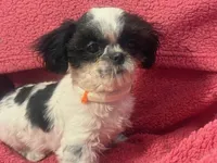 Alex Girl Black & White, a female Shih Tzu for sale in Pelham, AL – 2 of 2