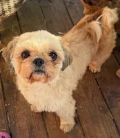 Gibbs, a male Shih Tzu for sale in Pelham, AL – 1 of 1
