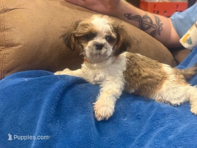Sophia Boy – Shih Tzu puppy for sale in Pelham, AL
