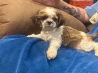 Sophia Boy, a male Shih Tzu for sale in Pelham, AL – 1 of 3
