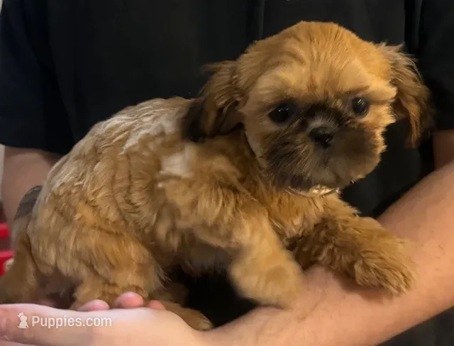 Sophia Girl – Shih Tzu puppy for sale in Pelham, AL