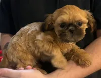 Sophia Girl, a female Shih Tzu for sale in Pelham, AL – 1 of 1