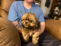 Annie's Boy, a male Shih Tzu for sale in Pelham, AL – 2 of 2