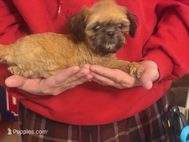 Alex Boy – Shih Tzu puppy for sale in Pelham, AL
