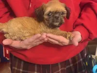 Alex Boy, a male Shih Tzu for sale in Pelham, AL – 1 of 1