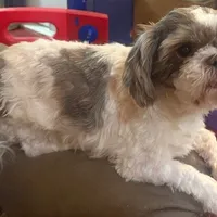 Jinger, a female Shih Tzu for sale in Pelham, AL – Photo 1 of 2