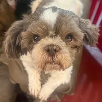 Jinger, a female Shih Tzu for sale in Pelham, AL – Photo 2 of 2