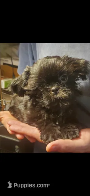 Daisy Girl – Shih Tzu puppy for sale in Pelham, AL