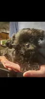 Daisy Girl, a female Shih Tzu for sale in Pelham, AL – 1 of 1