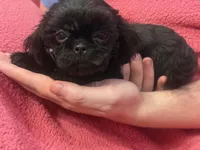 Alex Girl Black, a female Shih Tzu for sale in Pelham, AL – 1 of 2