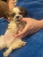 Sophia Boy, a male Shih Tzu for sale in Pelham, AL – 2 of 3