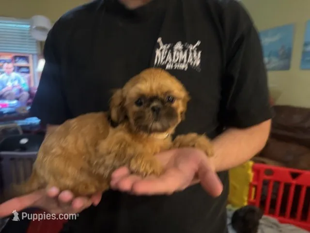 Sophia Boy  – Shih Tzu puppy for sale in Pelham, AL