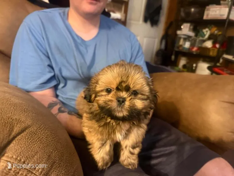 Annie's Boy, a male Shih Tzu for sale in Pelham, AL – 1 of 2