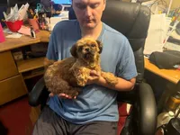 Graham Red, a male Shih Tzu for sale in Pelham, AL – 2 of 2