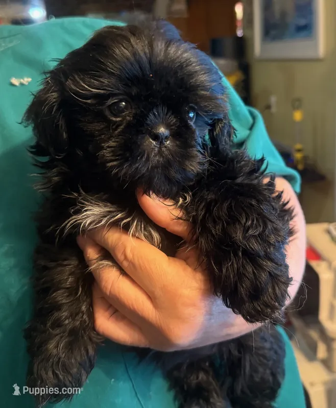 Girl – Shih Tzu puppy for sale in Pelham, AL