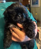 Girl, a female Shih Tzu for sale in Pelham, AL – 1 of 1