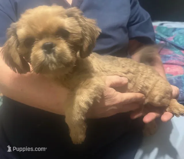 Annie's Boy – Shih Tzu puppy for sale in Pelham, AL