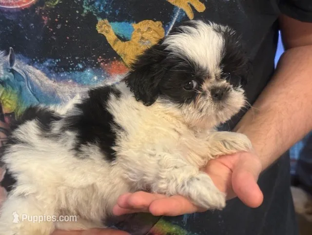 Alex girl – Shih Tzu puppy for sale in Pelham, AL