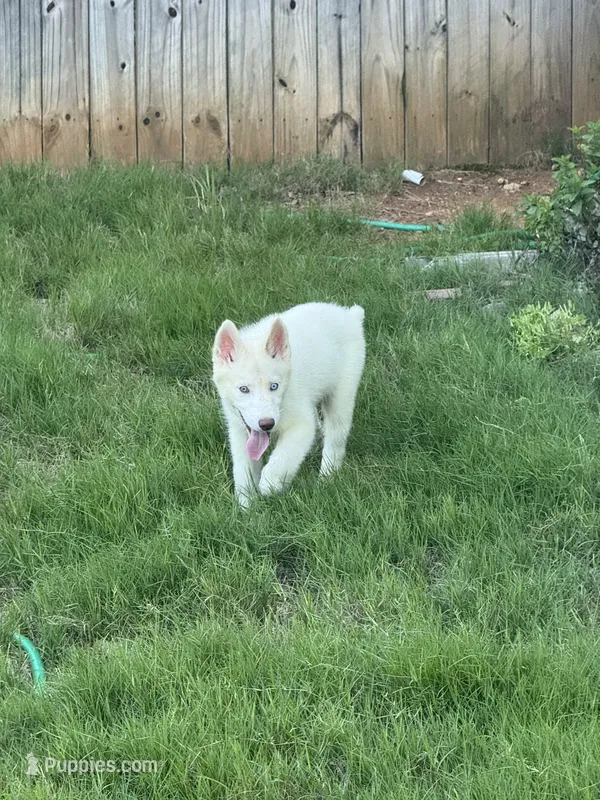 Syrax – Siberian Husky puppy for sale in Atlanta, GA