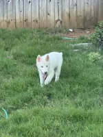 Syrax, a male Siberian Husky for sale in Atlanta, GA – 1 of 6