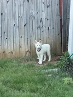 Syrax, a male Siberian Husky for sale in Atlanta, GA – 2 of 6