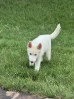 Syrax, a male Siberian Husky for sale in Atlanta, GA – 5 of 6