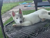 Syrax, a male Siberian Husky for sale in Atlanta, GA – 3 of 6