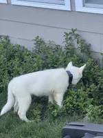 Syrax, a male Siberian Husky for sale in Atlanta, GA – 4 of 6