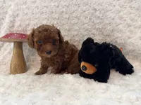 Romeo, a male Poodle - Toy  for sale in Holiday, FL – 2 of 8