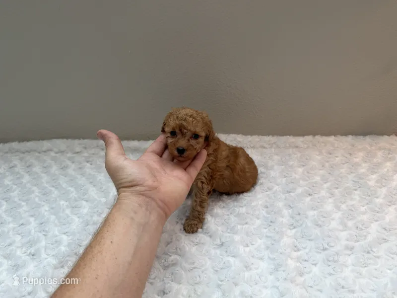 Romeo - Red Teacup Toy  – Poodle - Toy  puppy for sale in Holiday, FL