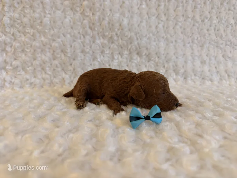 Cinnamon  – Poodle - Toy  puppy for sale in Holiday, FL