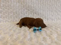 Cinnamon , a female Poodle - Toy  for sale in Holiday, FL – 1 of 5