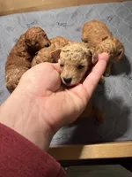 Louie -  Cream Toy poodle , a male Poodle - Toy  for sale in Holiday, FL – 4 of 10