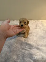 Louie -  Cream Toy poodle , a male Poodle - Toy  for sale in Holiday, FL – 2 of 10
