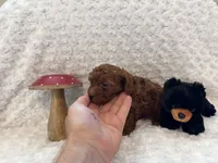 Romeo, a male Poodle - Toy  for sale in Holiday, FL – 3 of 8