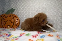 Pumpkin 🎃 Beautiful Apricot , a female Poodle - Toy  for sale in Holiday, FL – 2 of 8