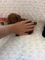 Romeo, a male Poodle - Toy  for sale in Holiday, FL – 7 of 8