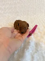 Annie - dark red Teacup , a female Poodle - Toy  for sale in Holiday, FL – 4 of 5
