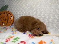 Pumpkin 🎃 Beautiful Apricot , a female Poodle - Toy  for sale in Holiday, FL – 7 of 8