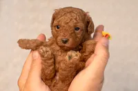 Tiny Teacup Maple , a female Poodle - Toy  for sale in Holiday, FL – 8 of 9