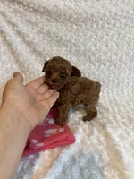 Tiny Teacup Maple , a female Poodle - Toy  for sale in Holiday, FL – 6 of 9