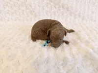 Cinnamon , a female Poodle - Toy  for sale in Holiday, FL – 5 of 5