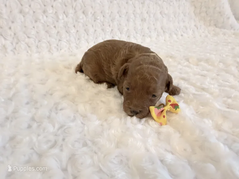 Maple  – Poodle - Toy  puppy for sale in Holiday, FL