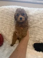 Annie , a female Poodle - Toy  for sale in Holiday, FL – 3 of 5