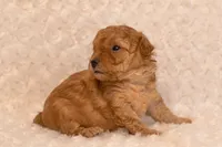 Tiny Teacup Sugar , a female Poodle - Toy  for sale in Holiday, FL – 3 of 7