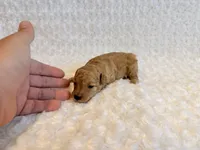 Louie -  Cream Teacup , a male Poodle - Toy  for sale in Holiday, FL – 3 of 5