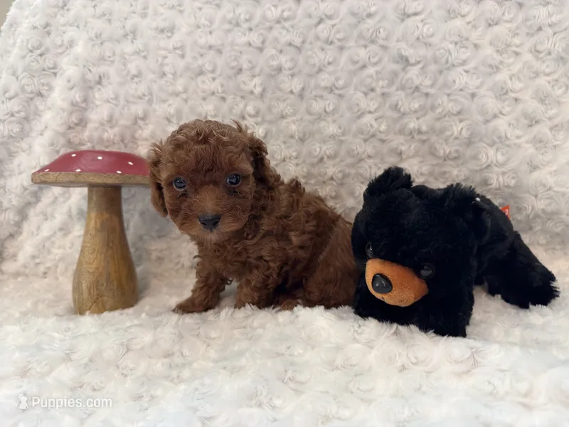 Romeo – Poodle - Toy  puppy for sale in Holiday, FL