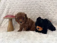 Romeo, a male Poodle - Toy  for sale in Holiday, FL – 1 of 8