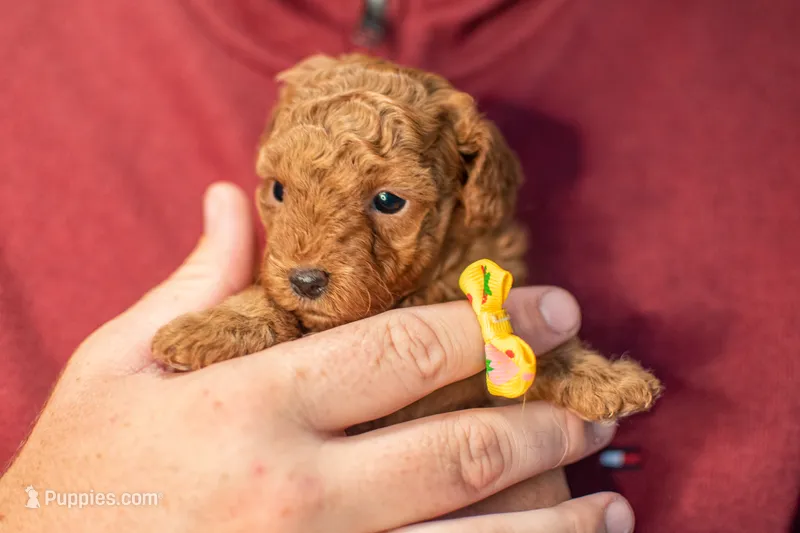Maple  – Poodle - Toy  puppy for sale in Holiday, FL